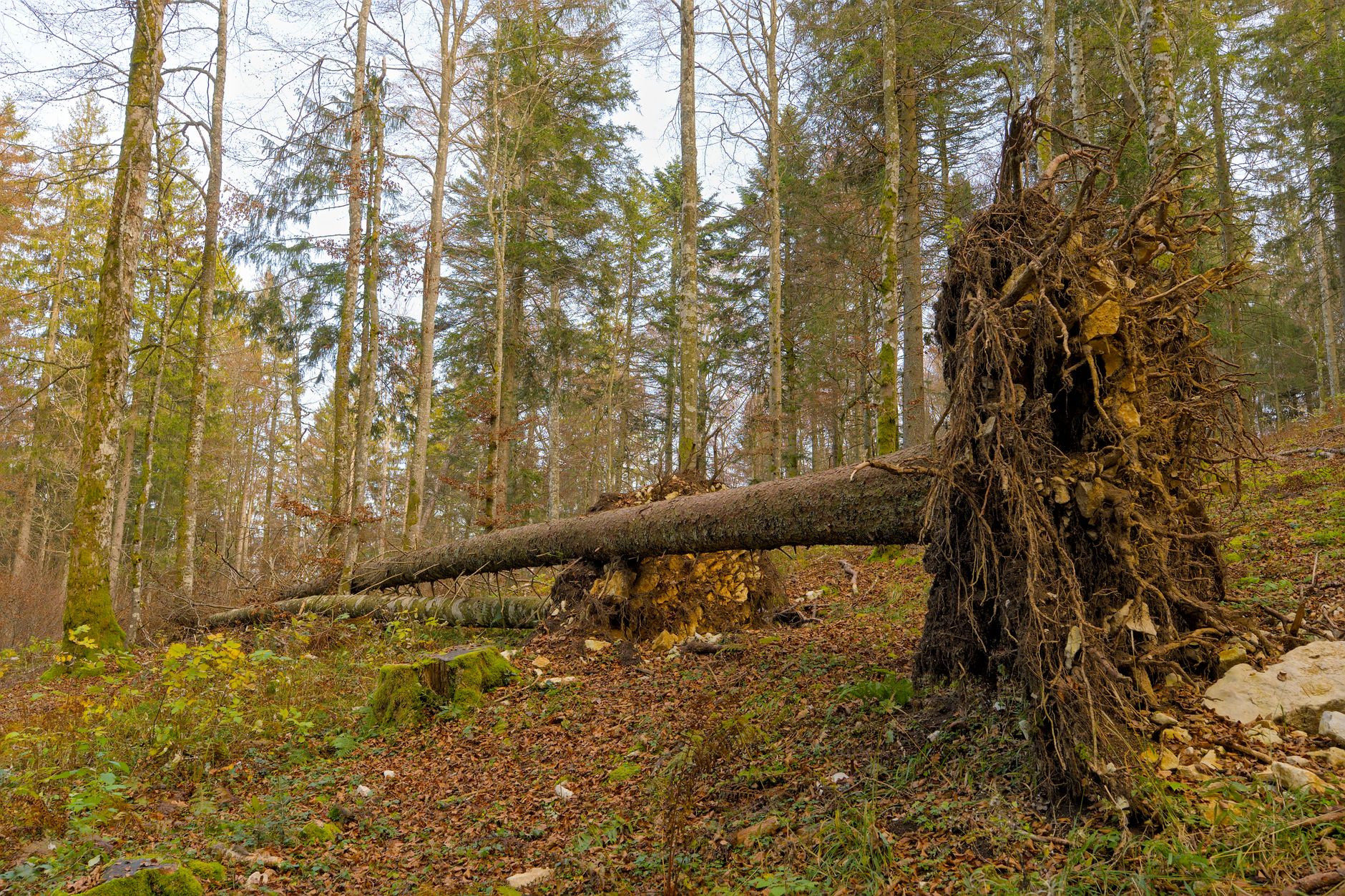 Enlèvement arbre urgence équipe à Alès